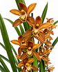 Orquídea Cymbidium Bronze Rajada – 2 Hastes - Thumbnail 2