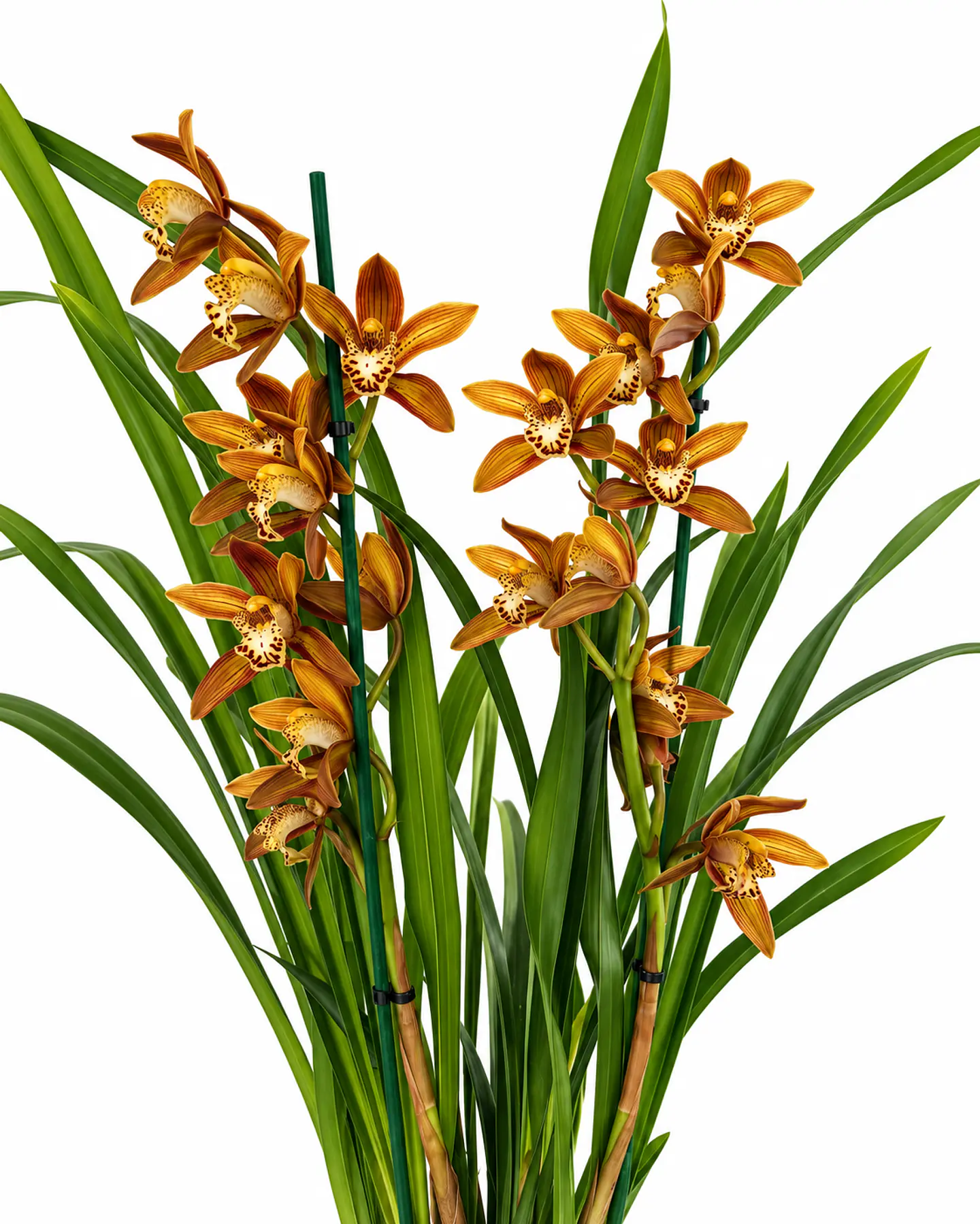 Orquídea Cymbidium Bronze Rajada – 2 Hastes 3