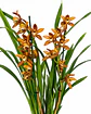 Orquídea Cymbidium Bronze Rajada – 2 Hastes - Thumbnail 3