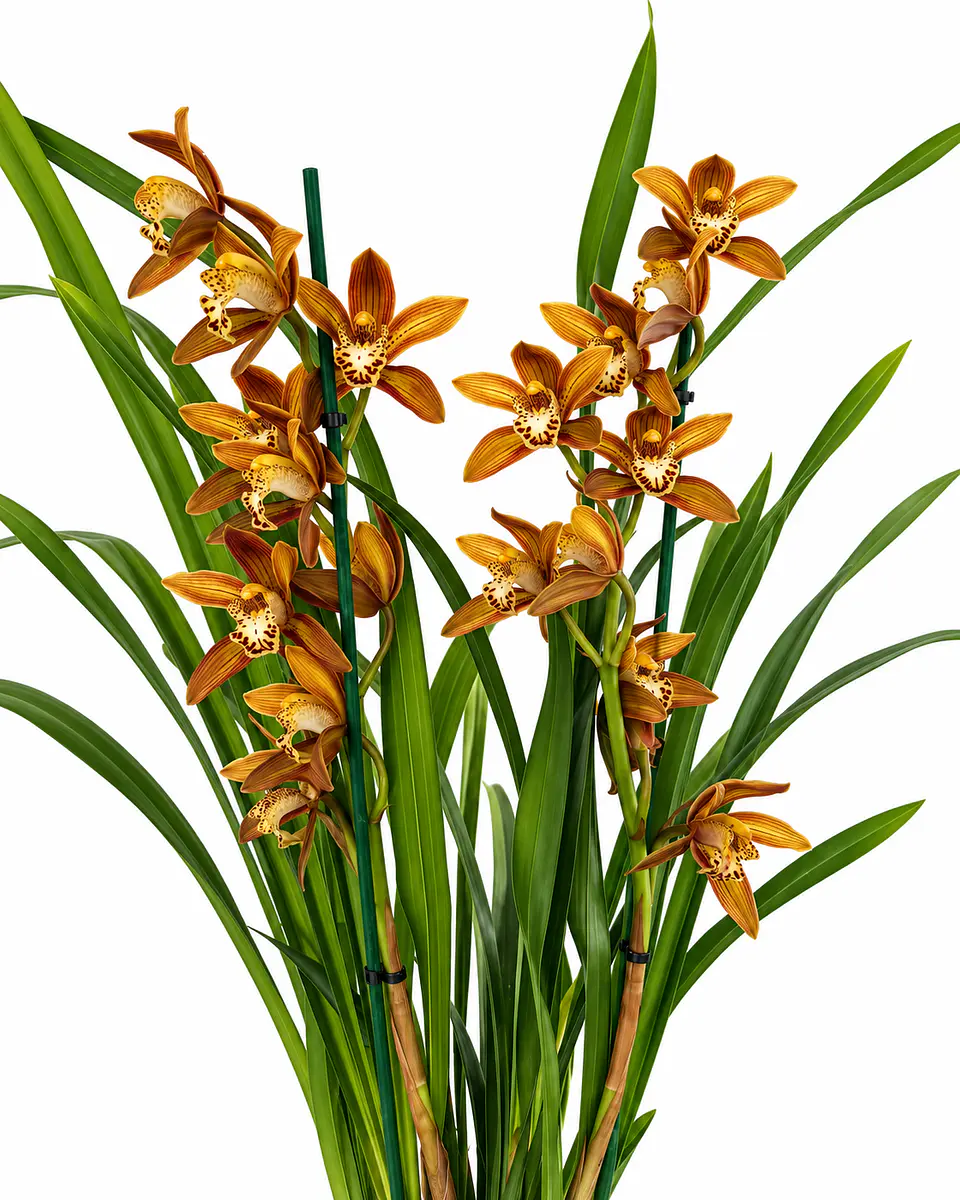 Orquídea Cymbidium Bronze Rajada – 2 Hastes 3