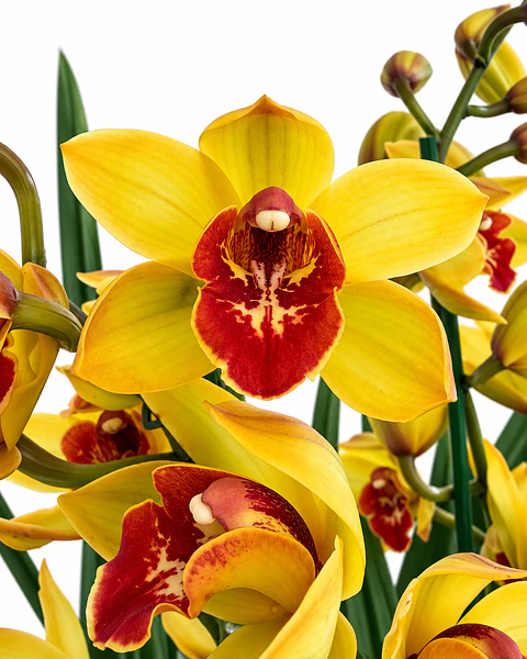 Orquídea Cymbidium Amarela com Centro Vermelho – 2 Hastes