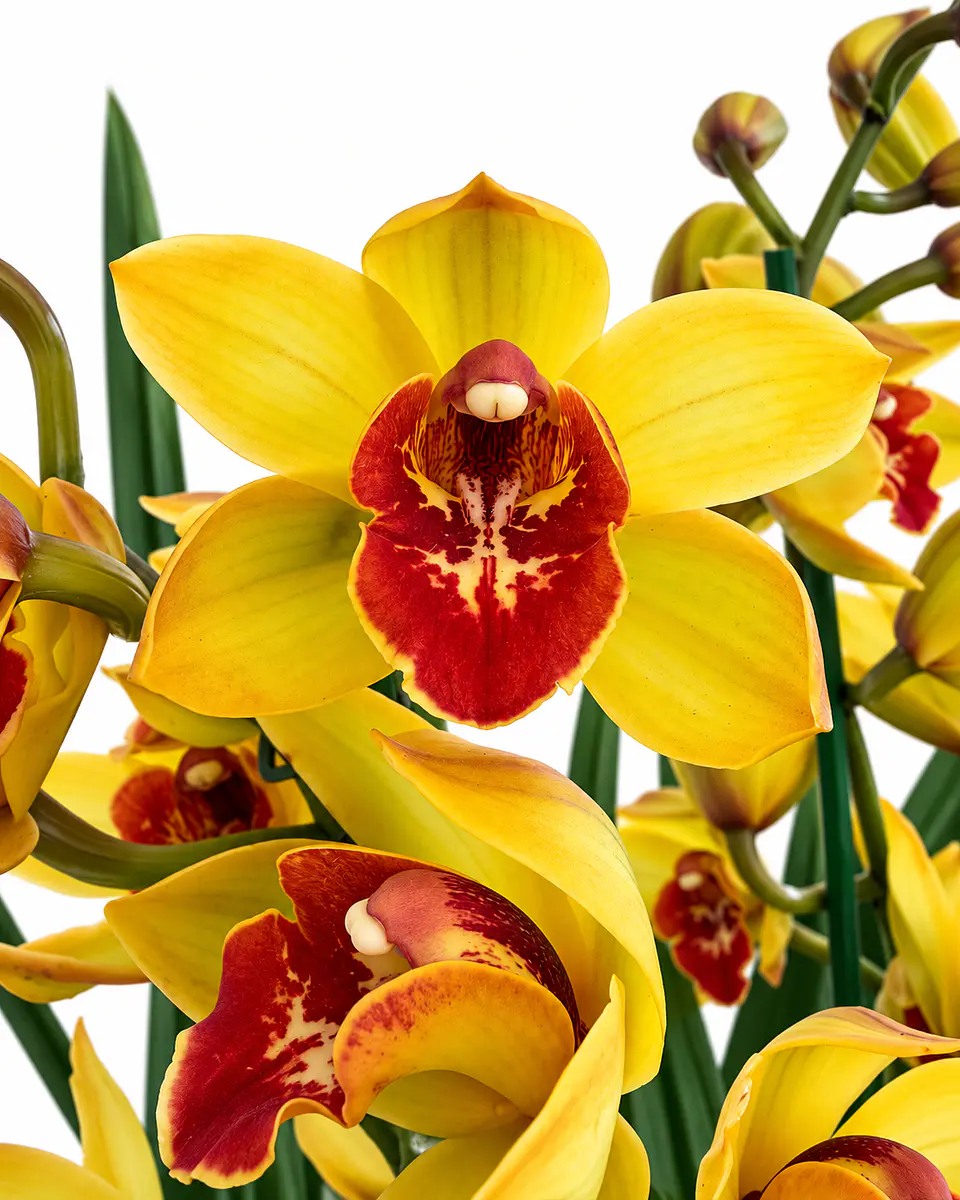 Orquídea Cymbidium Amarela com Centro Vermelho – 2 Hastes 1