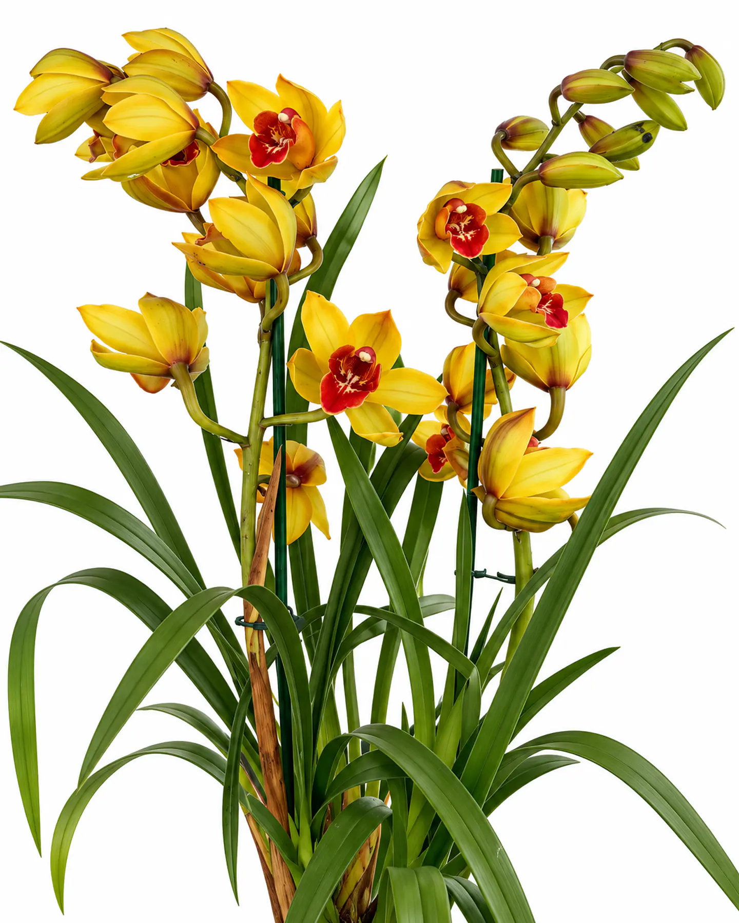 Orquídea Cymbidium Amarela com Centro Vermelho – 2 Hastes 3