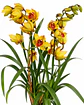 Orquídea Cymbidium Amarela com Centro Vermelho – 2 Hastes - Thumbnail 3