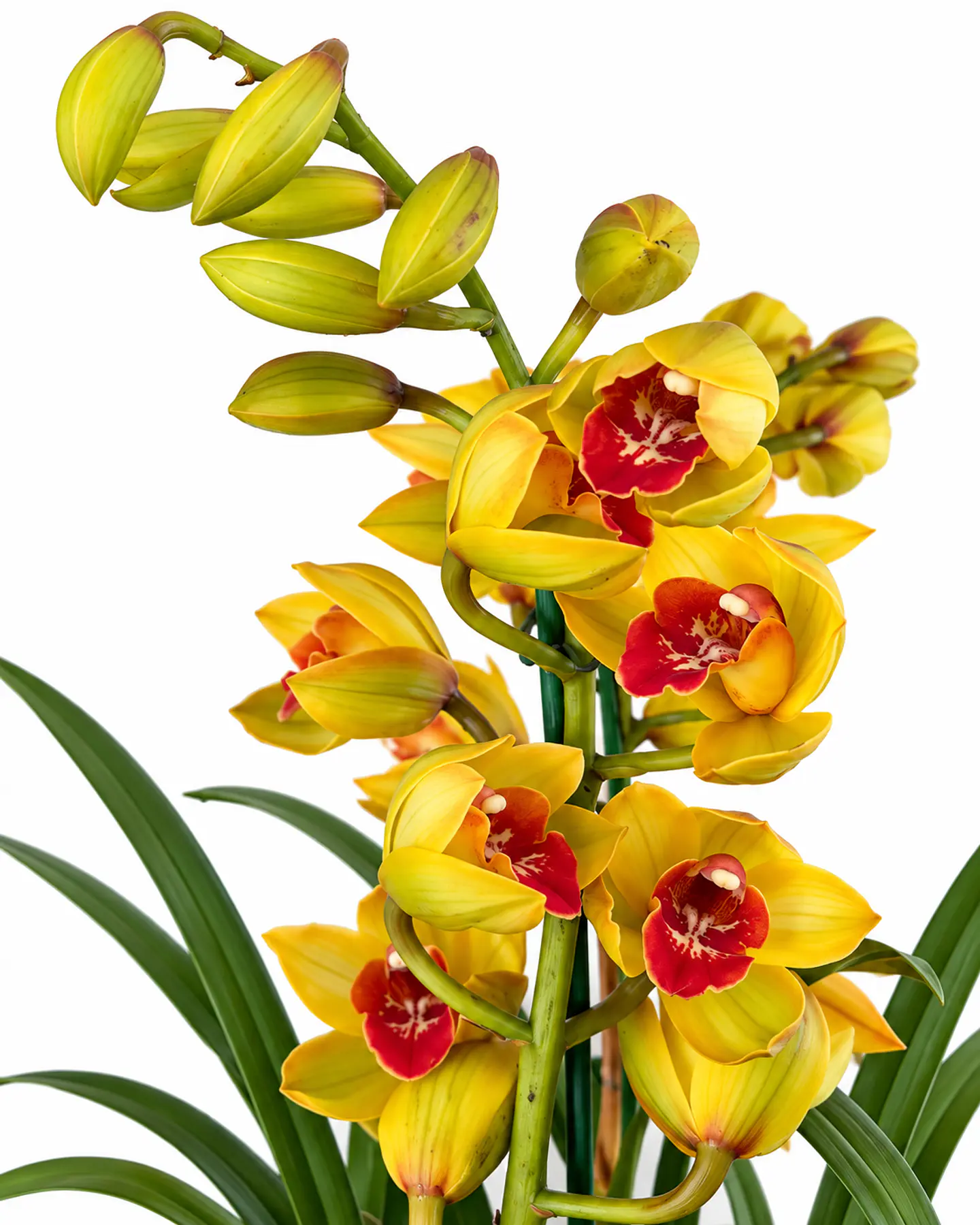 Orquídea Cymbidium Amarela com Centro Vermelho – 2 Hastes 2