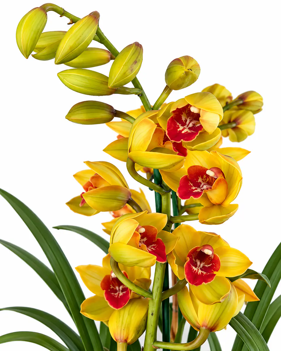 Orquídea Cymbidium Amarela com Centro Vermelho – 2 Hastes 2
