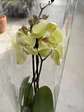 orquídea inferior 2. hastes  - Miniatura 2