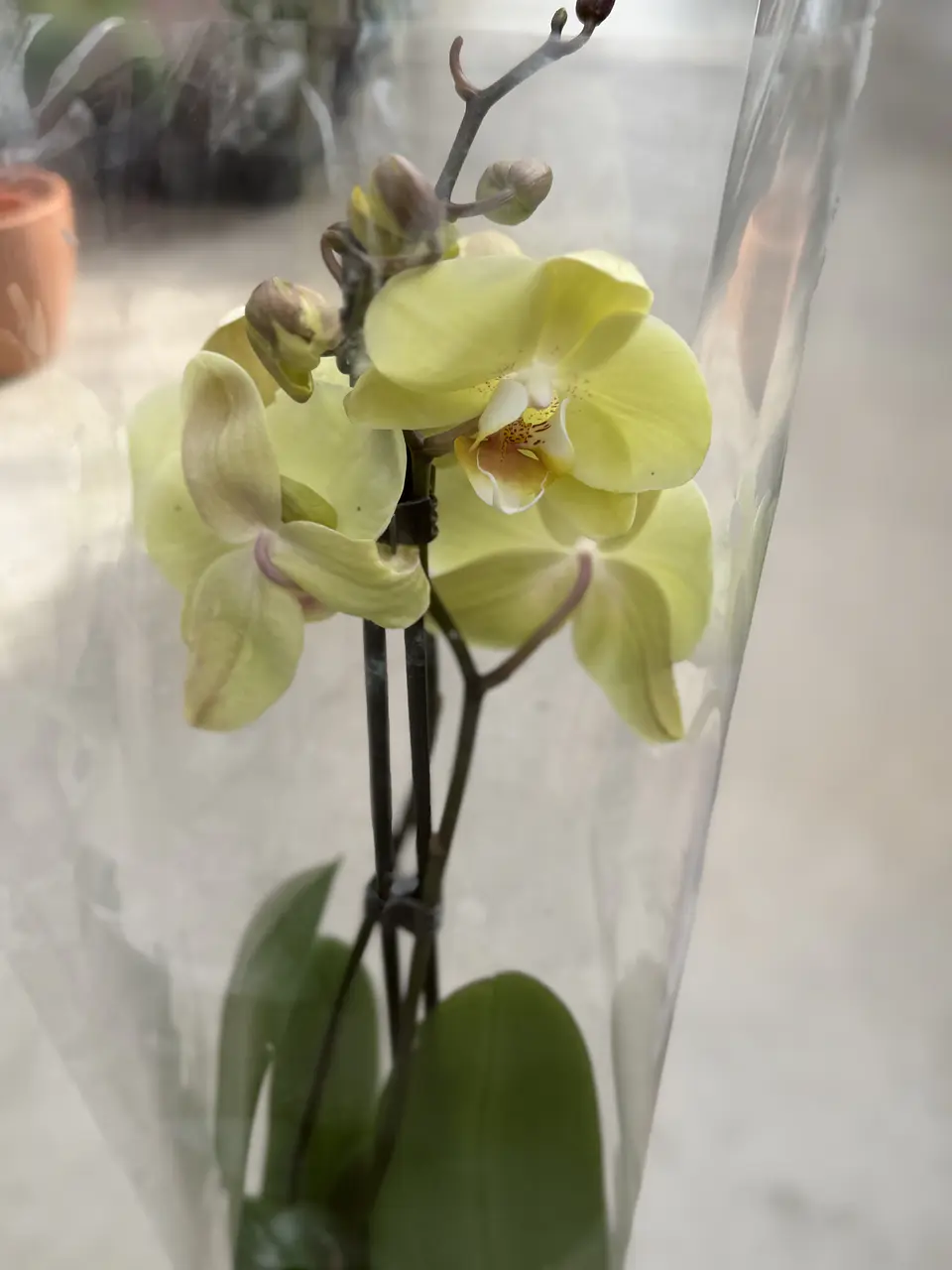 orquídea inferior 2. hastes  2