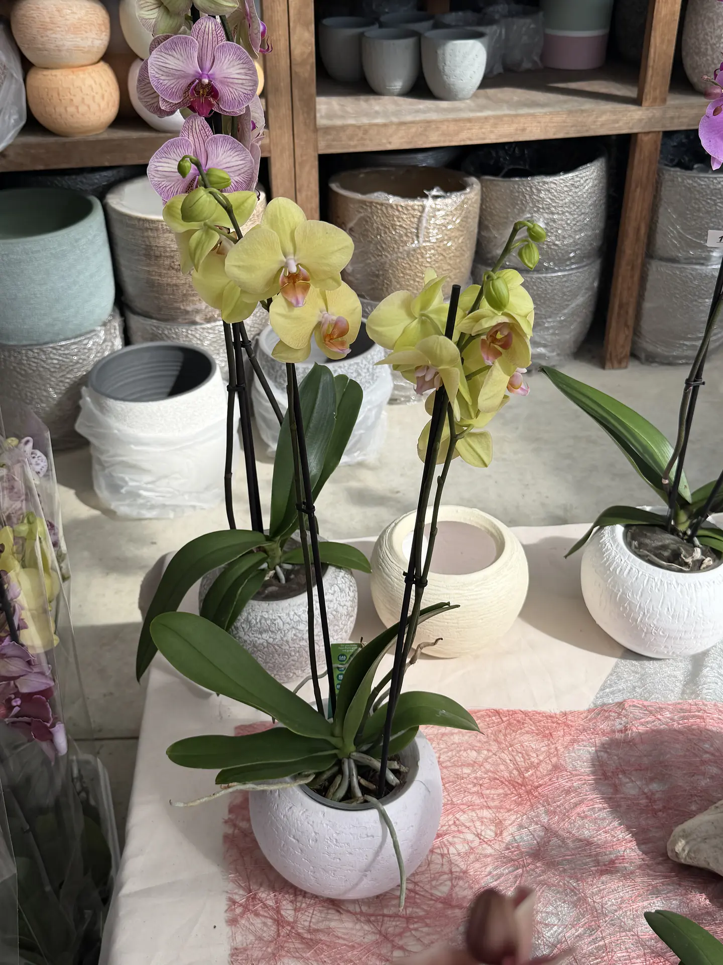 orquídea inferior 2. hastes  1
