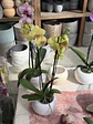 orquídea inferior 2. hastes  - Miniatura 1