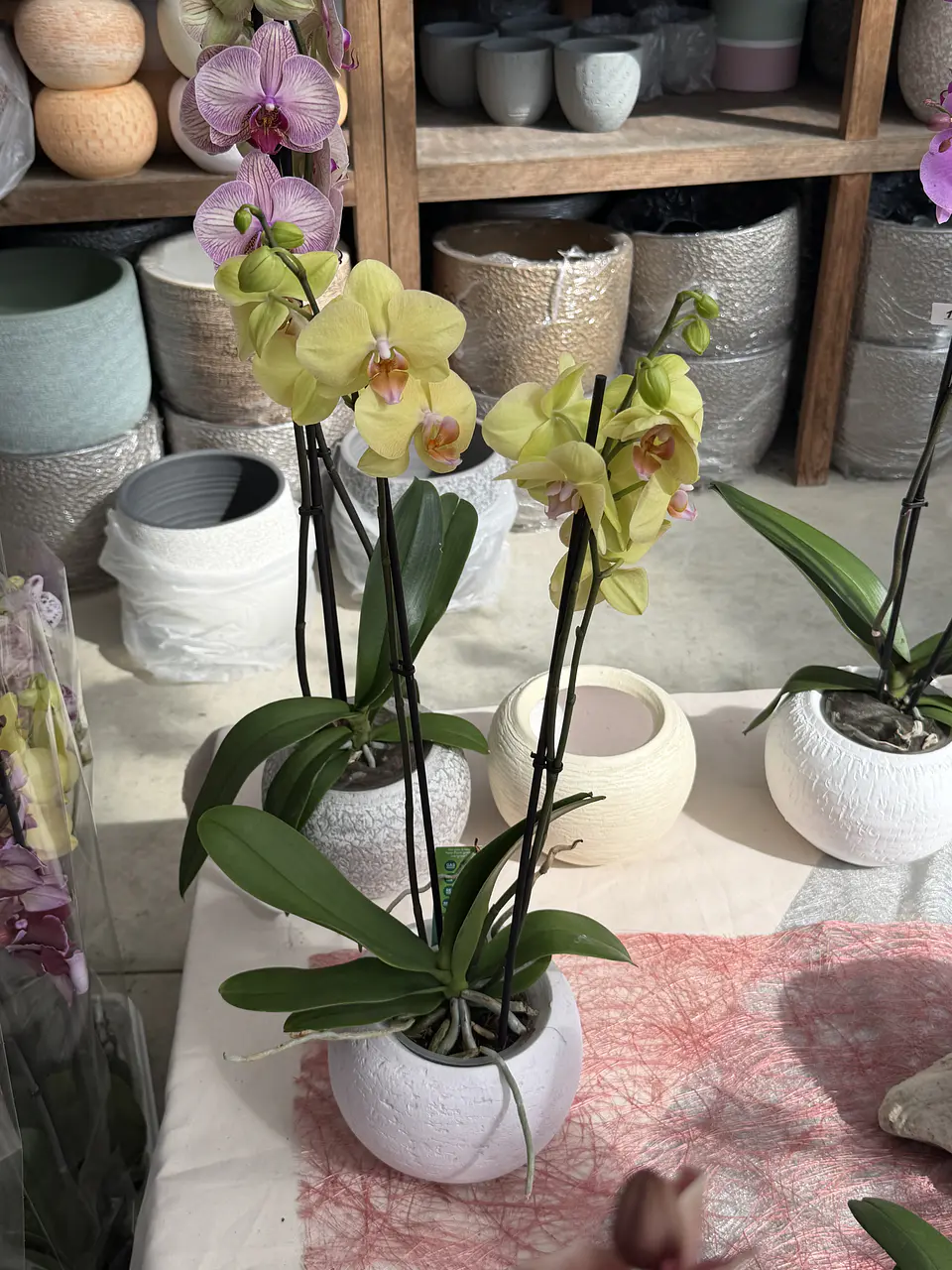 orquídea inferior 2. hastes  1