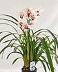 Orquídea Cymbidium Branca com Centro Bordeaux - 1 Haste - Miniatura 2