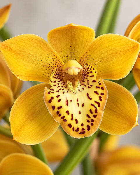 Orquídea Cymbidium Amarela Dourada - 1 a 2 Hastes