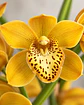 Orquídea Cymbidium Amarela Dourada - 1 a 2 Hastes - Miniatura 1