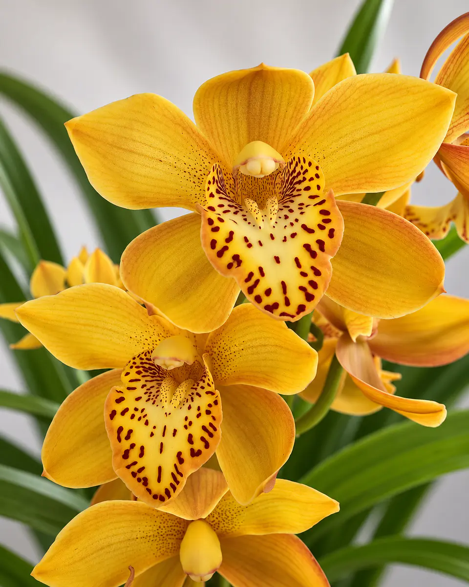 Orquídea Cymbidium Amarela Dourada - 1 a 2 Hastes 2