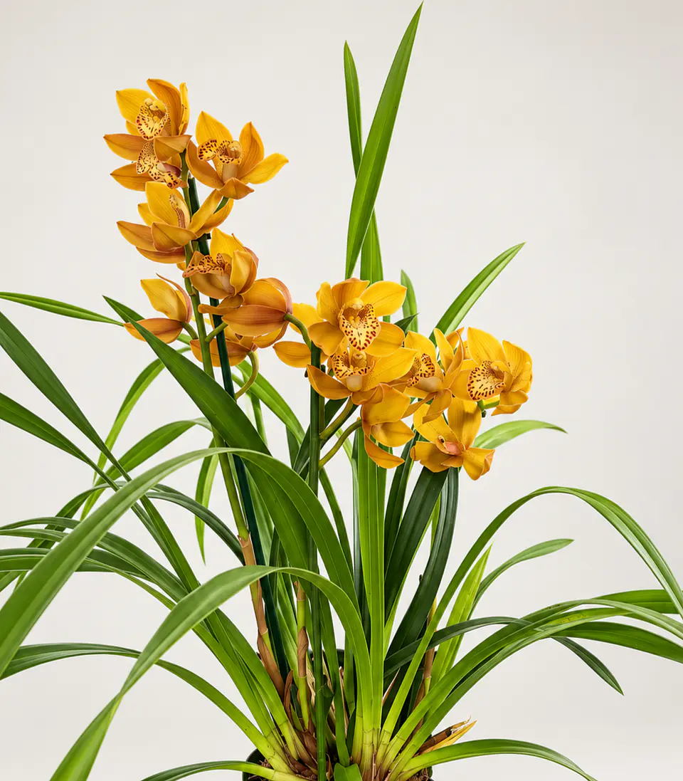Orquídea Cymbidium Amarela Dourada - 1 a 2 Hastes 3