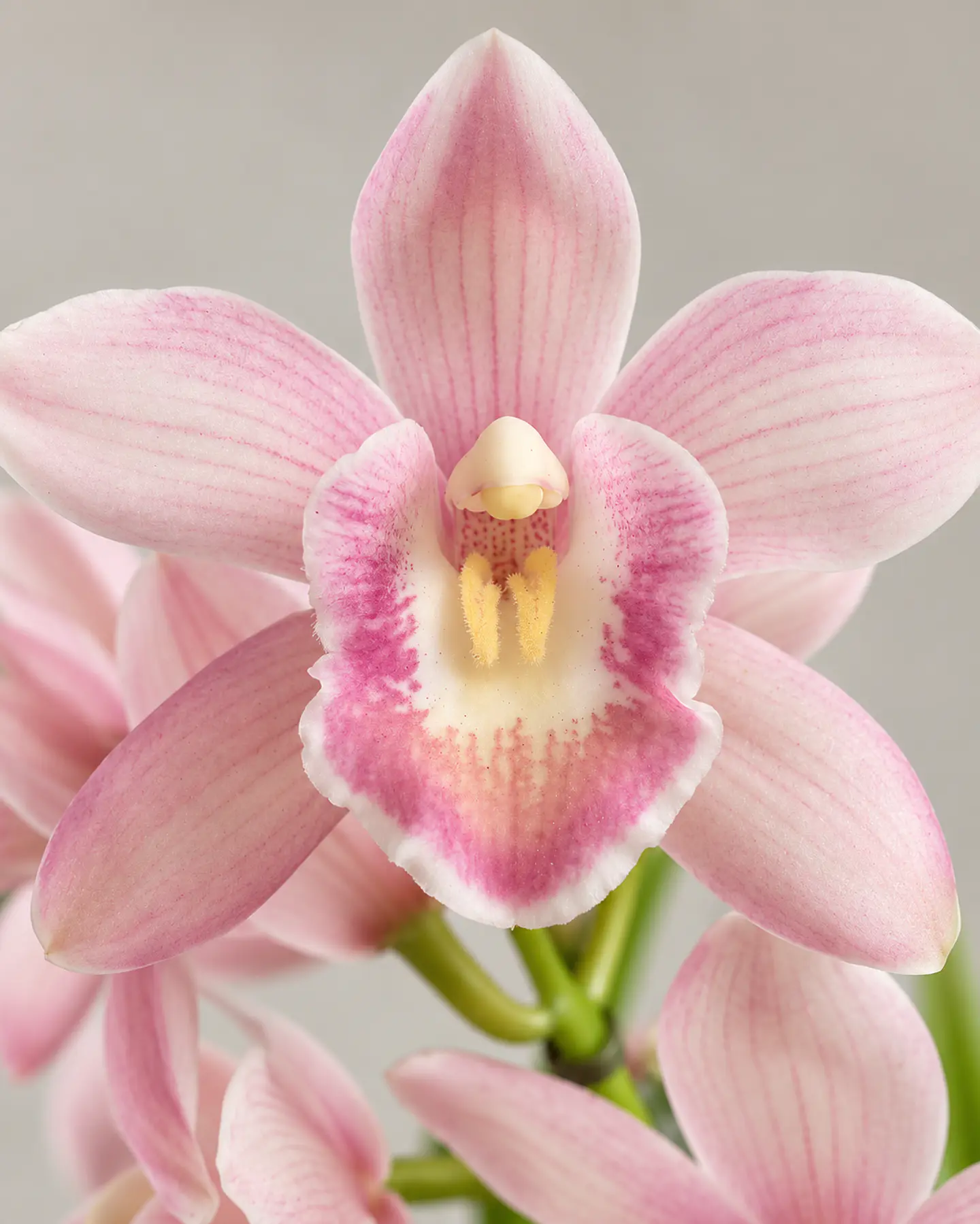 Orquídea Cymbidium Rosa – 1 a 2 Hastes 1