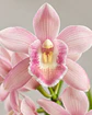 Orquídea Cymbidium Rosa – 1 a 2 Hastes - Thumbnail 1