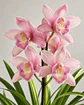 Orquídea Cymbidium Rosa – 1 a 2 Hastes - Thumbnail 2
