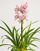 Orquídea Cymbidium Rosa – 1 a 2 Hastes - Thumbnail 3