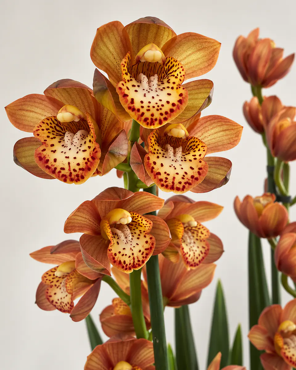 Orquídea Cymbidium Bronze Perfumada – 2 a 3 Hastes 1