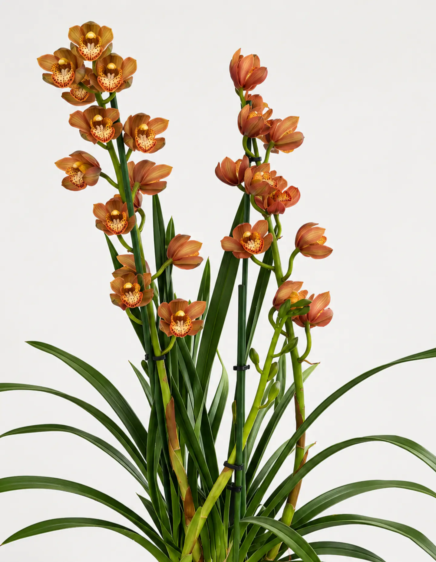 Orquídea Cymbidium Bronze Perfumada – 2 a 3 Hastes 3