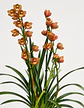 Orquídea Cymbidium Bronze Perfumada – 2 a 3 Hastes - Miniatura 3