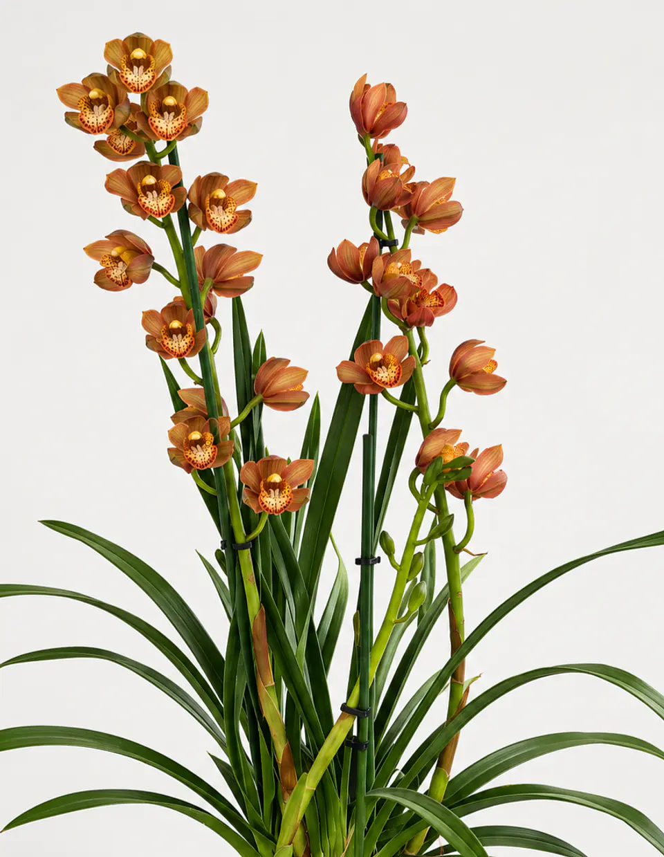Orquídea Cymbidium Bronze Perfumada – 2 a 3 Hastes 3