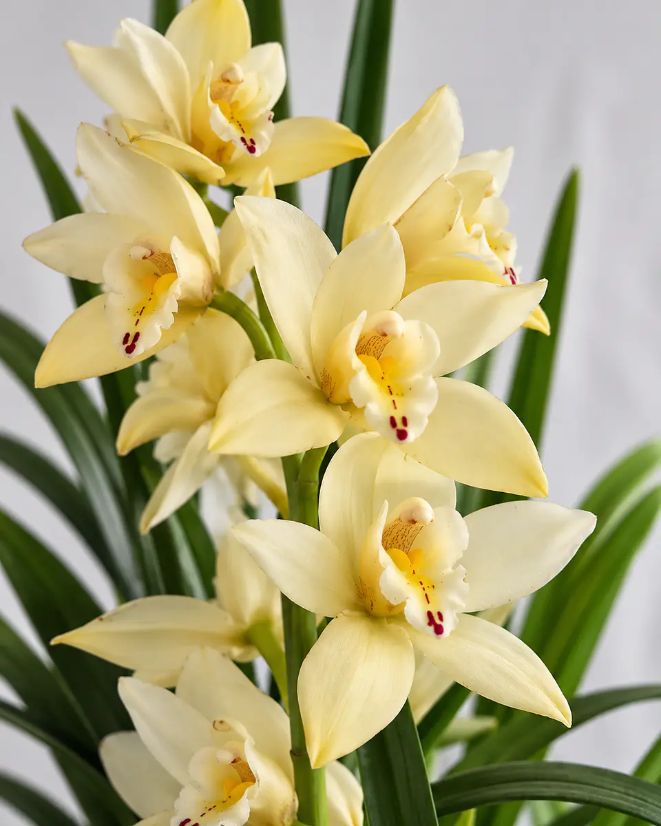 Orquídea Cymbidium Amarelo Creme - 1 Haste 2