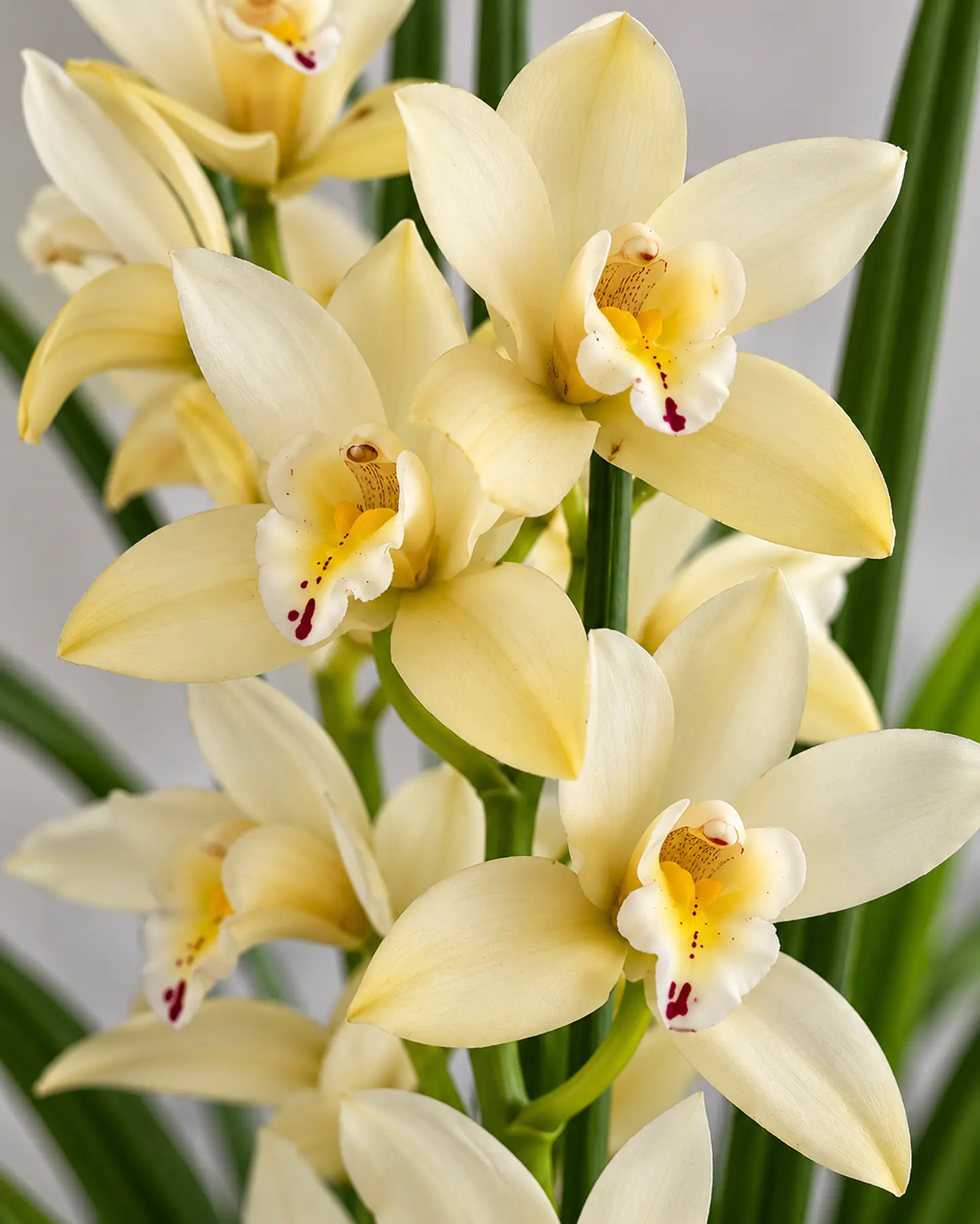 Orquídea Cymbidium Amarelo Creme - 1 Haste 1