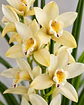 Orquídea Cymbidium Amarelo Creme - 1 Haste - Thumbnail 1