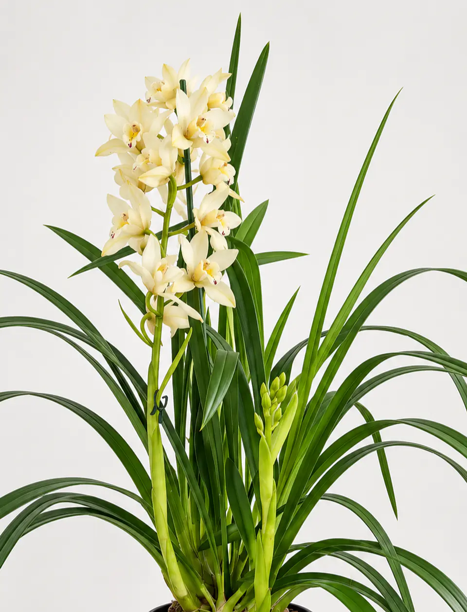 Orquídea Cymbidium Amarelo Creme - 1 Haste 3