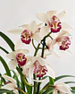 Pack Especial – 2 Orquídeas Cymbidium  por apenas 25€ - Thumbnail 1