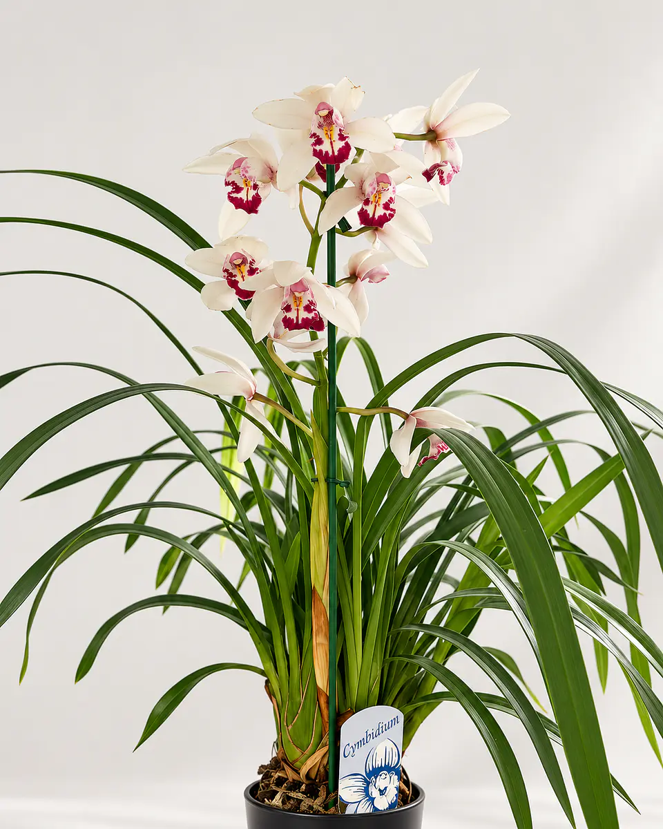 Pack Especial – 2 Orquídeas Cymbidium  por apenas 25€ 2