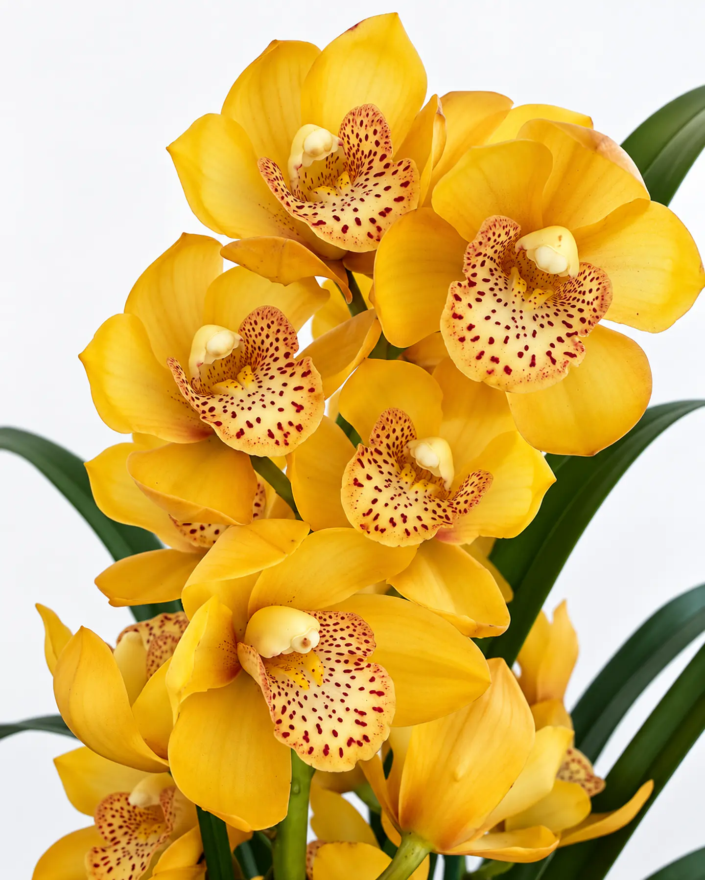 Pack 2 Orquídeas Cymbidium com Flor – Amarela + Rosa 1