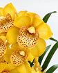 Pack 2 Orquídeas Cymbidium com Flor – Amarela + Rosa - Thumbnail 4