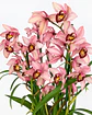Pack 2 Orquídeas Cymbidium com Flor – Rosa + Bege - Thumbnail 1