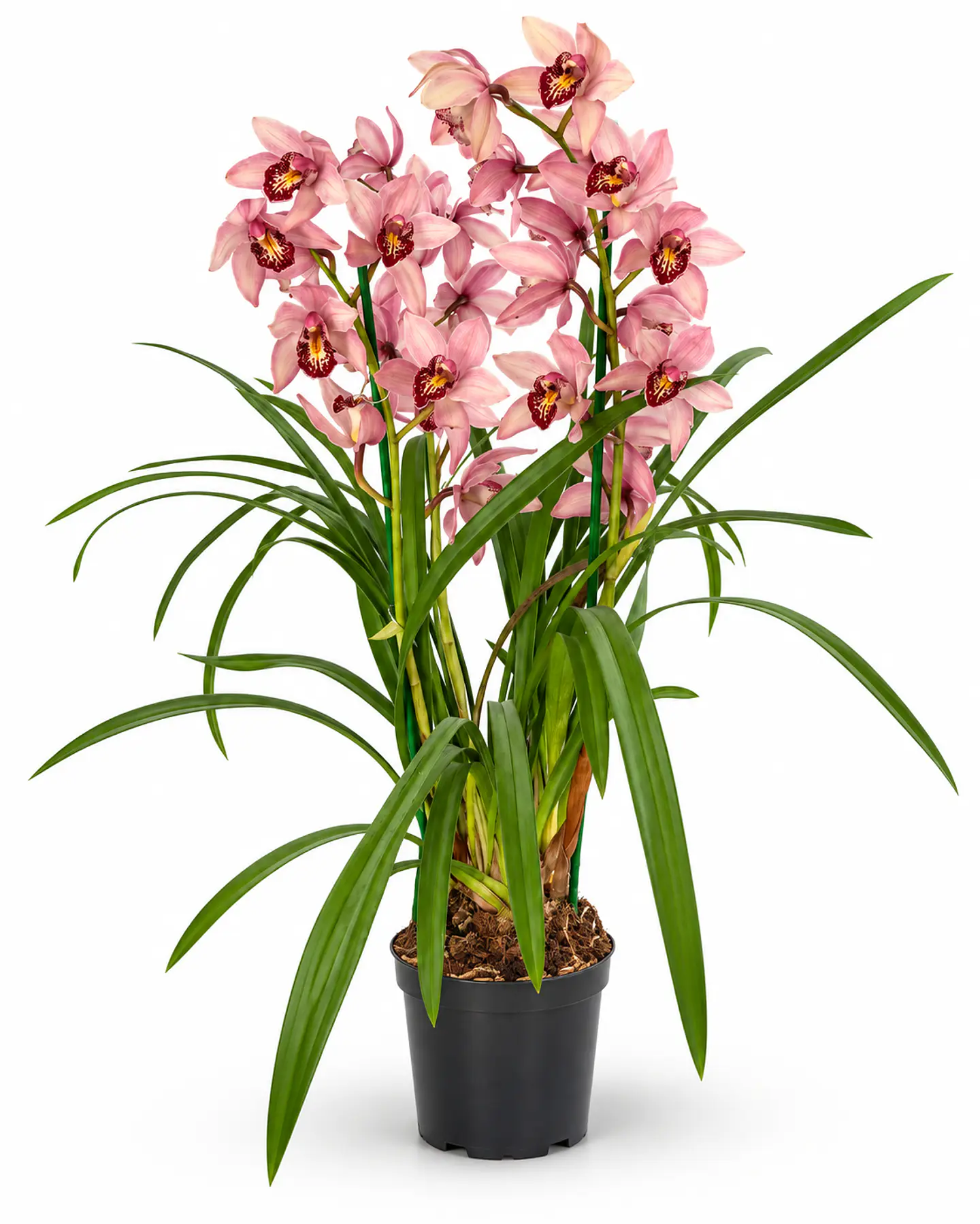 Pack 2 Orquídeas Cymbidium com Flor – Rosa + Bege 2
