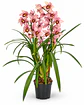Pack 2 Orquídeas Cymbidium com Flor – Rosa + Bege - Thumbnail 2