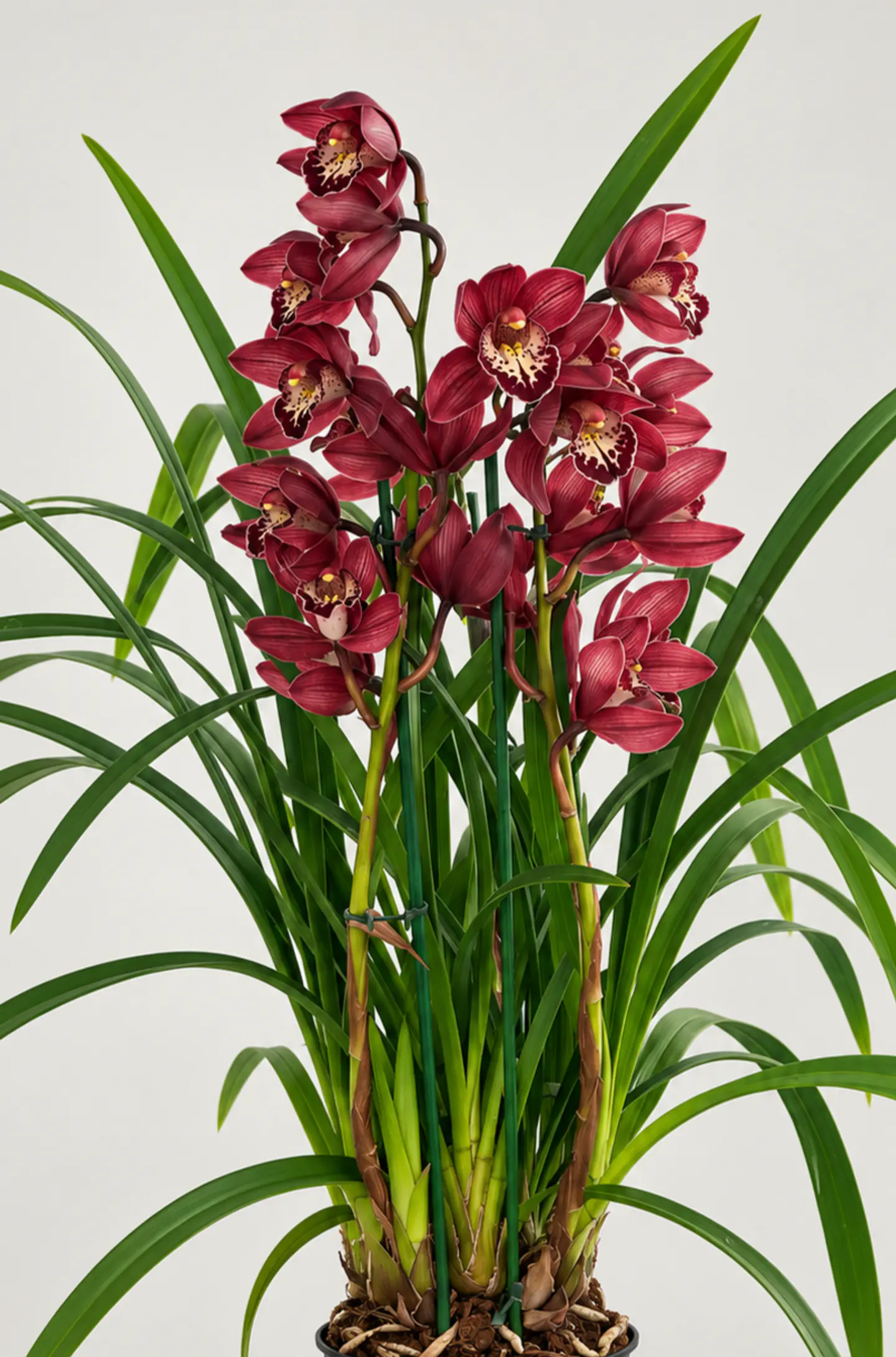 Orquídea Cymbidium Bordeaux Intenso – 2 a 3 Hastes 4