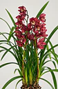 Orquídea Cymbidium Bordeaux Intenso – 2 a 3 Hastes - Miniatura 4