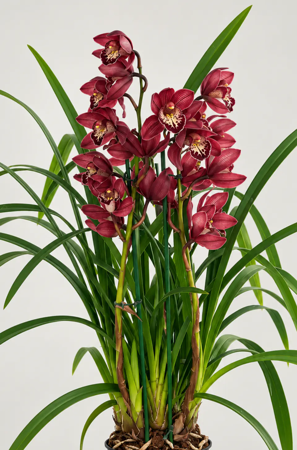 Orquídea Cymbidium Bordeaux Intenso – 2 a 3 Hastes 4