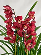 Orquídea Cymbidium Bordeaux Intenso – 2 a 3 Hastes - Miniatura 3
