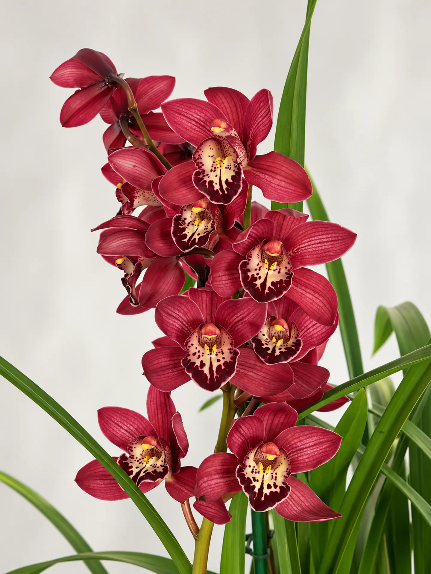 Orquídea Cymbidium Bordeaux Intenso – 2 a 3 Hastes 2