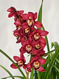 Orquídea Cymbidium Bordeaux Intenso – 2 a 3 Hastes - Miniatura 2