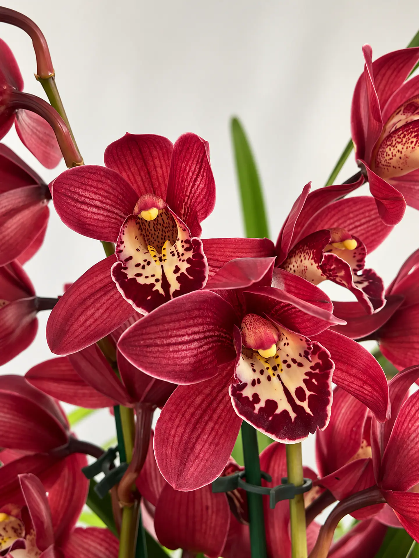 Orquídea Cymbidium Bordeaux Intenso – 2 a 3 Hastes 1
