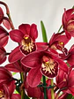 Orquídea Cymbidium Bordeaux Intenso – 2 a 3 Hastes - Miniatura 1