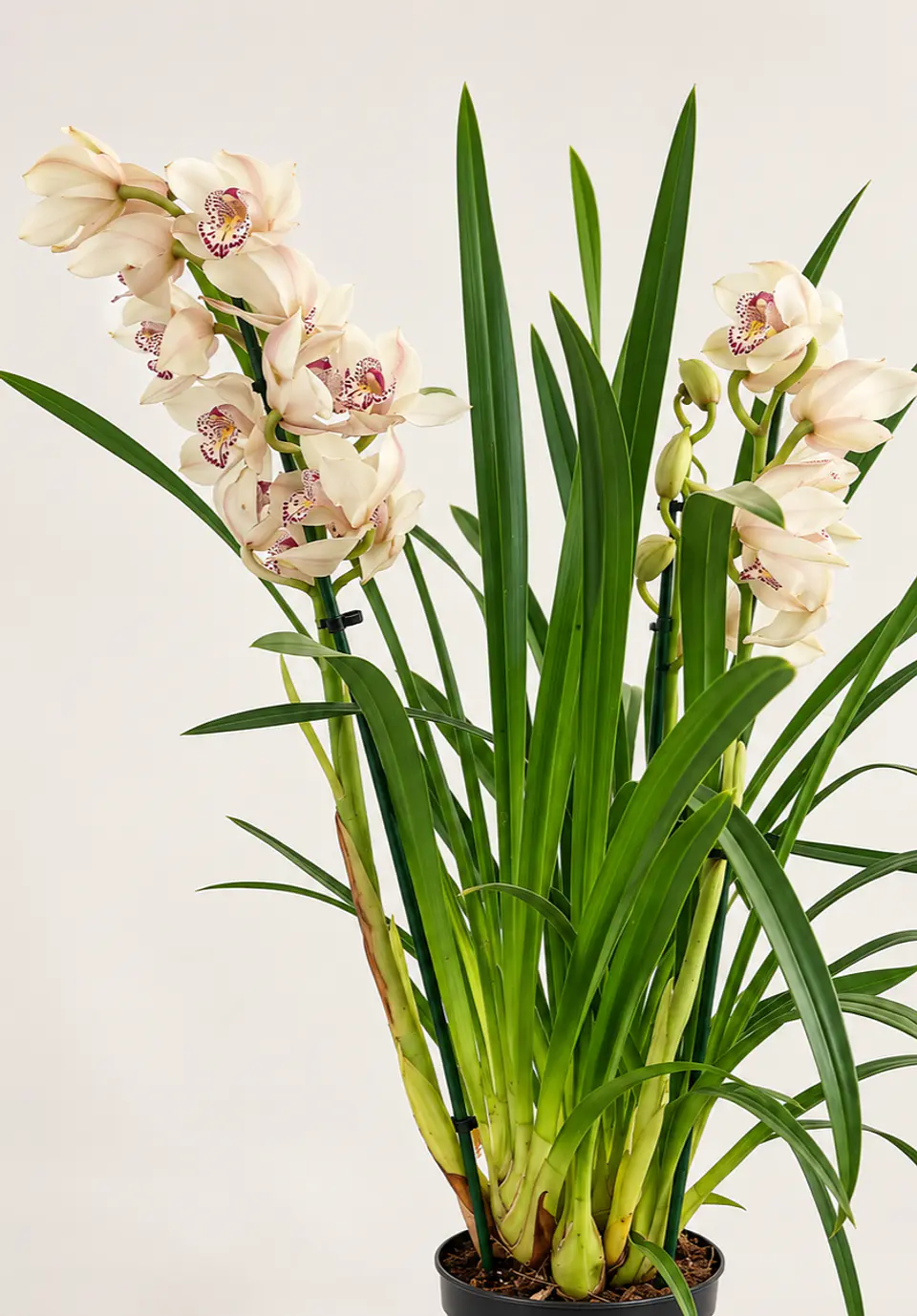 Orquídea Cymbidium Branco Champanhe – 3 a 4 Hastes 3