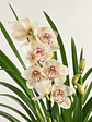 Orquídea Cymbidium Branco Champanhe – 3 a 4 Hastes - Miniatura 1