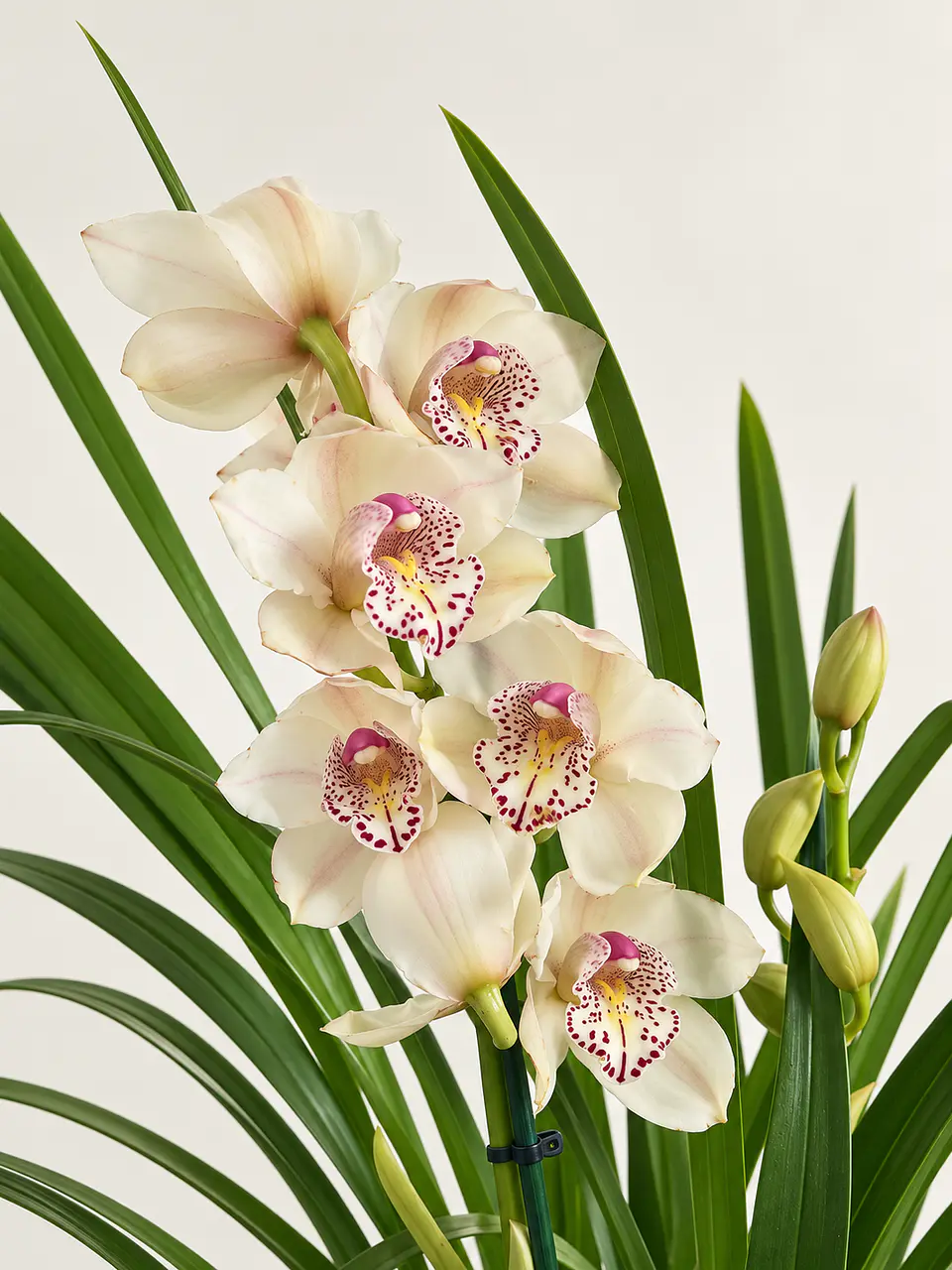Orquídea Cymbidium Branco Champanhe – 3 a 4 Hastes 1